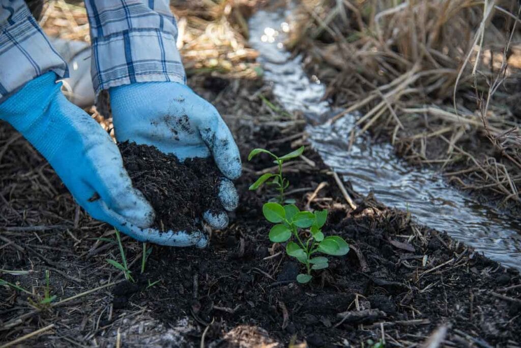 cadru de aproape aratand un specialist plantand un puiet langa un curs de apa sugerand biodiversitatea solului