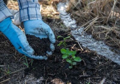 cadru de aproape aratand un specialist plantand un puiet langa un curs de apa sugerand biodiversitatea solului