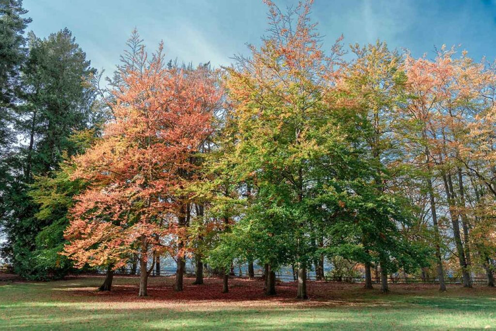 cadru de toamna sugerand intretinerea sezoniera a foselor septice